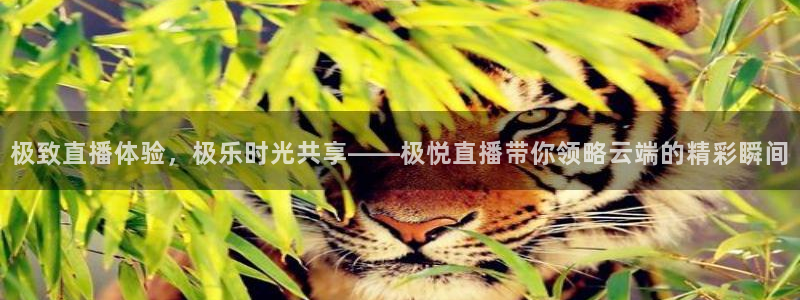 焦点娱乐app下载安装：极致直播体验，极乐时光共享——极悦直播带你领略云端的精彩瞬间