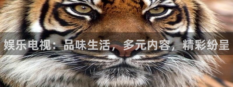 壹号电子娱乐app下载最新版：娱乐电视：品味生活，多元内容，精彩纷呈