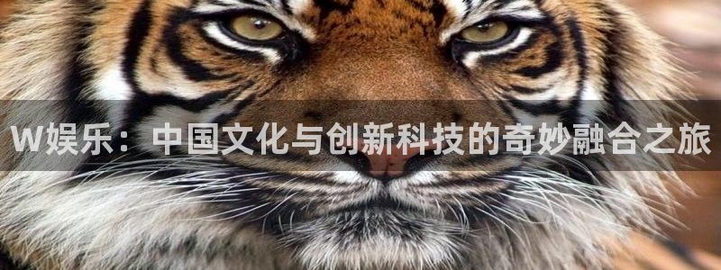 焦点娱乐.ccm：W娱乐：中国文化与创新科技的奇妙融合之旅
